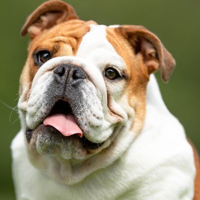 bulldog