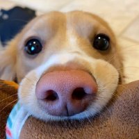 Shreya S (@ssiddanagowder) 's Twitter Profile