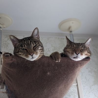 otonari_Mabuchi's profile picture. 株式会社ナチュラルスタンス・株式会社バオラックス取締役/採用人事担当/ねこと山と本が好き/介護支援専門員/介護福祉士/秘書検定準一級/元書店員/仕事は遊んで暮らすためにある