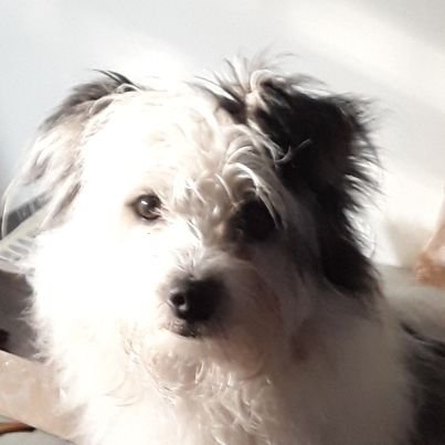 Misiu15767818's profile picture. 🐕