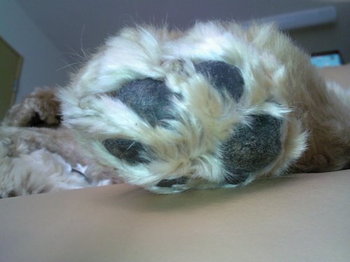 nistelloi's profile picture. ゲーム用アカ