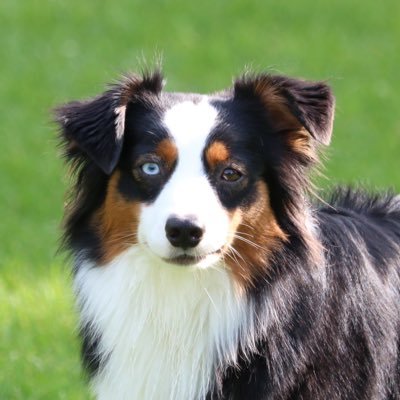 Hi, I am Luna, a miniature Australian Shepherd!  |  Rex’s bio: helo! I am Rex! I am a dog scrollin through twitter, that’s all! Backup: @BackupsorusRex