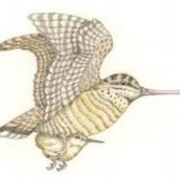 Woodcock Foundation (@woodcockfdn) 's Twitter Profile Photo Woodcock Foundation (@woodcockfdn) 's Twitter Profile Photo