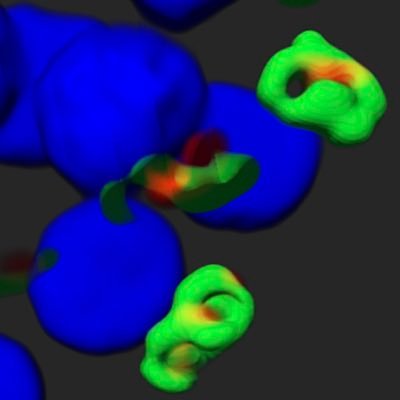 Malaria Biology | Wilson Lab @RCID @IPAS, Faculty of Science, Engineering and Technology, the University of Adelaide | New mum of two