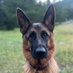 Delta dog (@deltasdog) Twitter profile photo