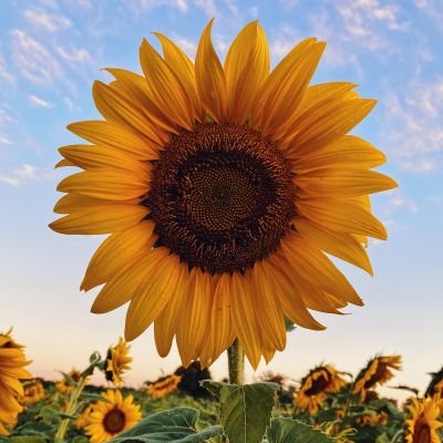 survivor7210's profile picture. Disfrutando todo aquello que la vida nos regala! Amo todo tipo de flores!🌻🌼🌷⚘🌹 jardinera en proceso👌catlover🐱Acuario😃inviernista🌳