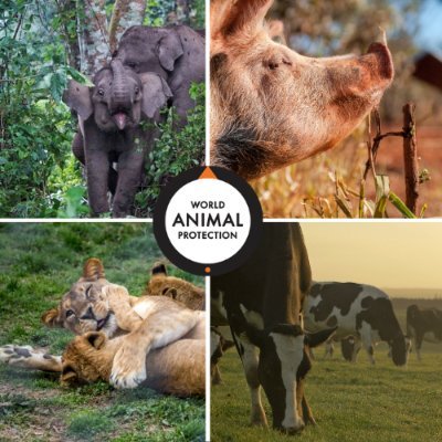 Sharing the latest campaigns updates from @MoveTheWorldUS. Tweeting about #EndWildlifeTrade #EatLessMeat #AnimalWelfare #WildlifeNotEntertainers