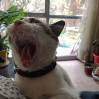 Pepe (@pepewam13) 's Twitter Profile