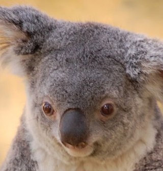 Astoritel's profile picture. Студент факультета политологии СПбГУ