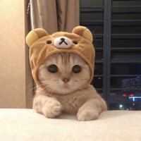 냥🐈‍⬛⸒⸒⸒⸒(@nyang_0126) 's Twitter Profile Photo