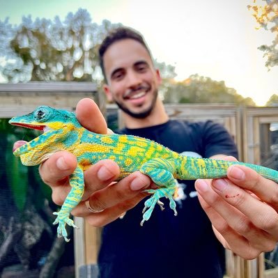 Specializing in premium #geckos. If you are a #gecko enthusiast like myself, follow! #reptiles #lizards #crestedgecko tikisgeckos@live.com 754 368 9110