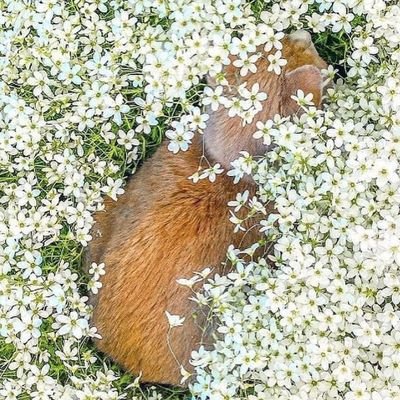 ein4rpiple's profile picture. 