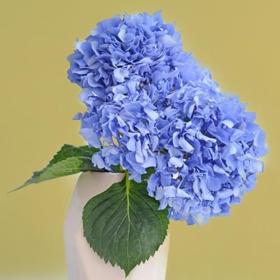 dayakara_a's profile picture. 