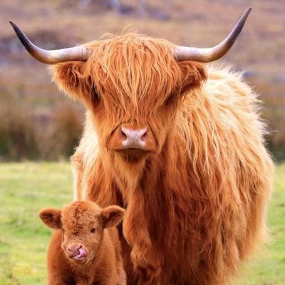 DpHighlandCows Profile Picture