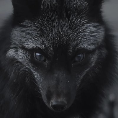 Fox_XCVIII Profile Picture