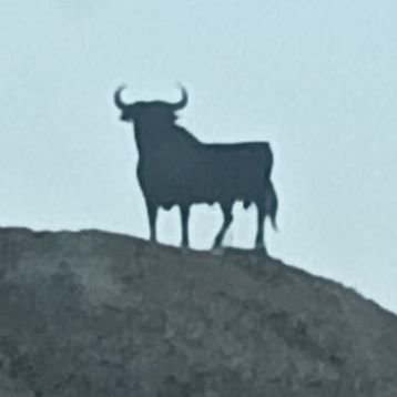 angelvisola's profile picture. ha💲ta l🟢s huevos de tanto poLític🟢 ladrón, sinVergüenza e hdlgp. de tant🟢 buenismo  y mala educación. si no te gusta mi bandera, bloqueame. y e❎️it.