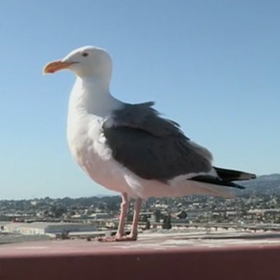 ColiseumSeagull Profile Picture