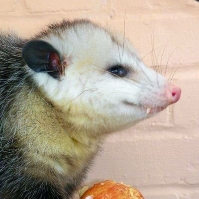 Opossums sind kuhl Faschos eher net so | 24 y/o |  Verschmauset die Wohlhabenden | they/them/she/her