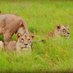 Kenya trips safaris (@TripsSafaris) Twitter profile photo