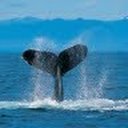 joan bateman - @BatemanJoa91649 - Twitter