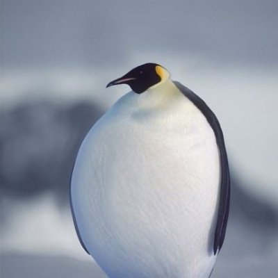 qiefefei's profile picture. 学习编程