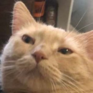 smelloggnoah's profile picture. Baja Blast enthusiast 🇨🇷🇳🇮 ♋️