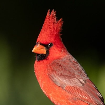 Fighting Northern Cardinals