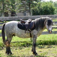 Macy (@macyequestrian) 's Twitter Profile