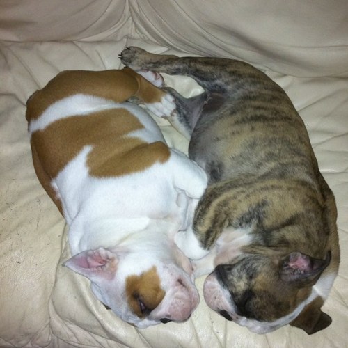 dpsbrat's profile picture. 