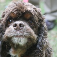 Cosmo (@koolcosmo) 's Twitter Profile