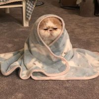 πͺ (@cookiechochop) 's Twitter Profile