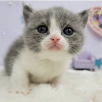 どれみ♀ブリショ (@neco_doremi) Twitter profile photo