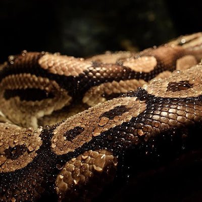 BPython38680's profile picture.