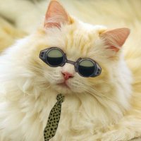 SJ (@chosonova) 's Twitter Profile Photo