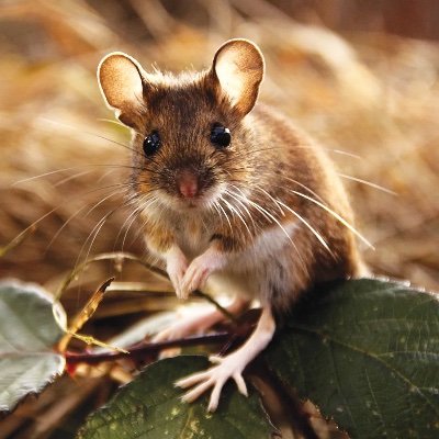 polaristrout's profile picture. 