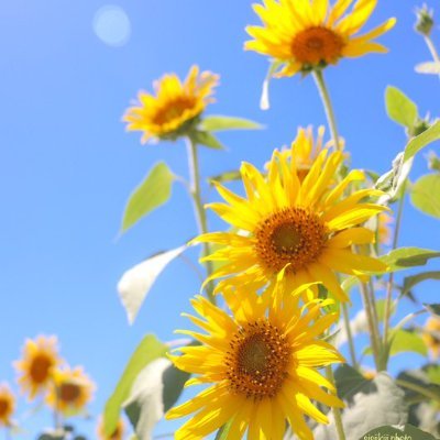 生き物と自然と人類の美しさで、人生はとても美しいです🐦🦆🦅🦅🍀🍀☘️💐🌻🌼🪷🌺🌸🎋🎄🌾🐕🐩🦮🐈‍⬛🐈🦚🦤🥀🌹🪷 🍁🌱🍃💮🌻🪴