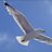 beachbird53's profile image