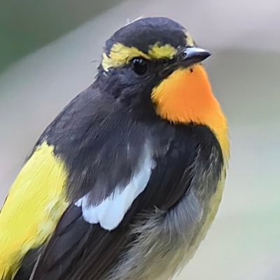 写真は主に飛行機、野鳥を撮っています♪ 戦車、戦闘機も好きです！FUKベースです！wotもやってます！よろしくお願いします🤲 ジャンボしか勝たん👊