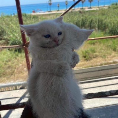 YashTweeets's profile picture. 