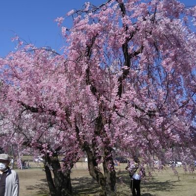 HimawariChoja's profile picture. 