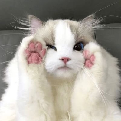 hi