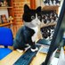Hodge (@hodgethecat) Twitter profile photo Hodge (@hodgethecat) Twitter profile photo