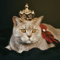 KingCats ❤️ Memecoin(@KingCatx9) 's Twitter Profile Photo