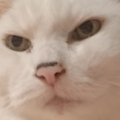 猫之輔下僕 (@odichangeboku) / Posts / X