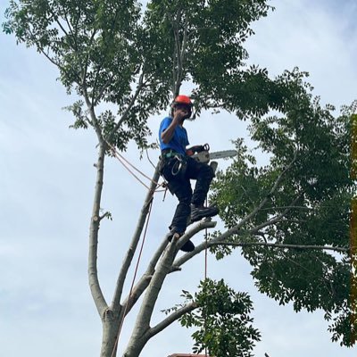 Treesurgeon football Trostre