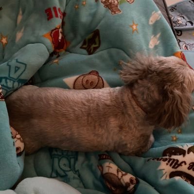 shiomizuuuuuu's profile picture. いぬ