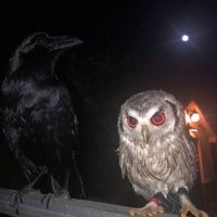 Dan (@b1s3d) 's Twitter Profile