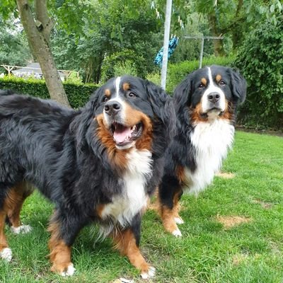 WimOmme's profile picture. verwijdert heel veel stikstof, bijna boomer, het is nooit zwart wit