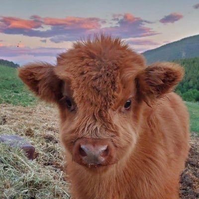 BloxyMinerALT's profile picture. Main account: @BloxyMiner