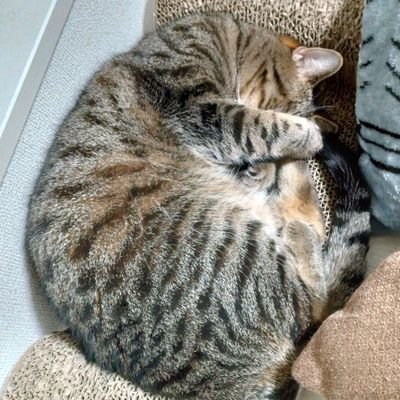 aomuun_'s profile picture. 猫が好き